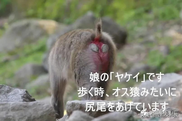 日本出現70年來首個母猴王，擊敗公猴王當上霸主！