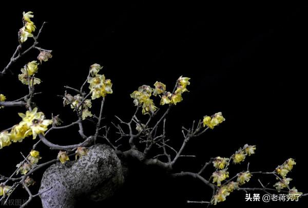 又到臘梅飄香時 怎樣使她多開花？