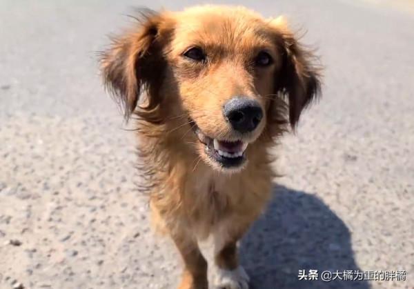 3只小狗被傷害，流浪狗媽難以接受，每天反覆尋找，兇手倒挺自在