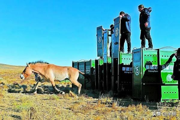 20年前放歸野外的27匹普氏野馬,現在的生存狀況怎麼樣了? 20年前放歸野外的27匹普氏野馬,現在的生存狀況怎麼樣了?