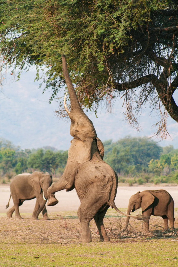 2021年度動物，是誰？