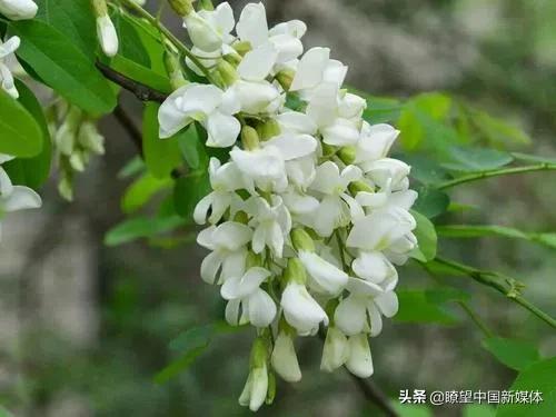 楊繼平•致敬大肚槐——革命老區平山記事