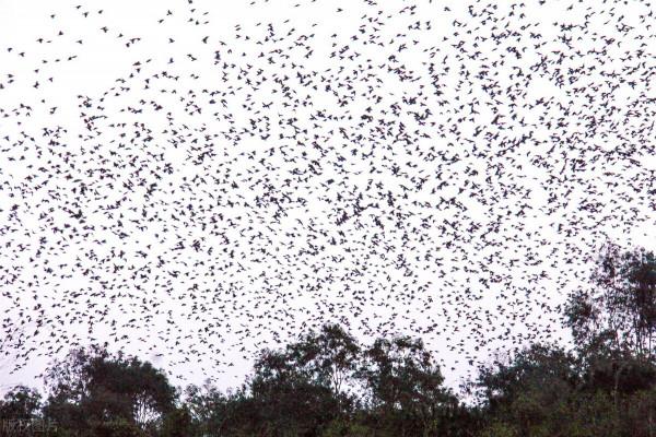 人間方望晚晴長:李商隱五律《晚晴》的多重含義 人間方望晚晴長:李商隱五律《晚晴》的多重含義