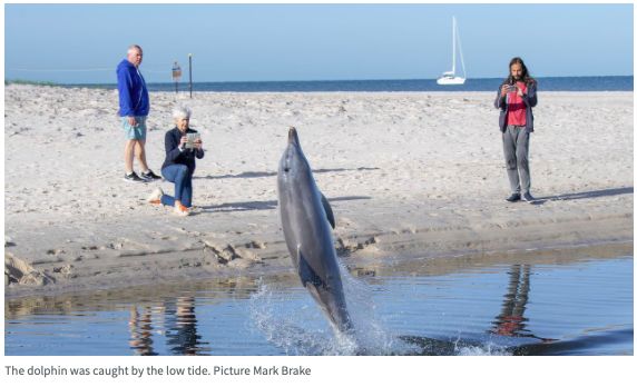 澳大利亞一海豚被困河口!當場表演後空翻和跳躍 澳大利亞一海豚被困河口!當場表演後空翻和跳躍