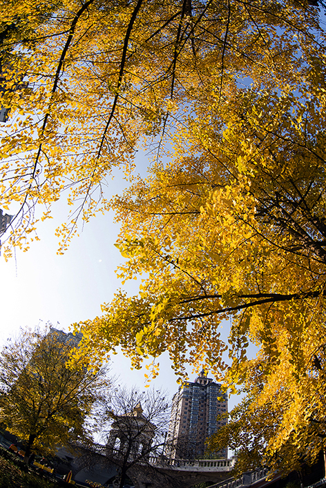 秋 韻 賦----《蝶變回天》北京天通苑靚麗美景拍不完（18）