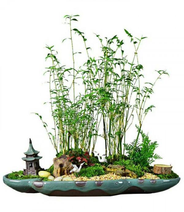 家中養5種竹子，吉祥平安旺氣生