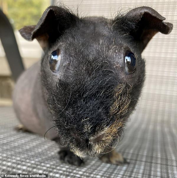 外國妹子宿醉醒來發現劉海沒了,兇手竟是寵物豚鼠? 外國妹子宿醉醒來發現劉海沒了,兇手竟是寵物豚鼠?