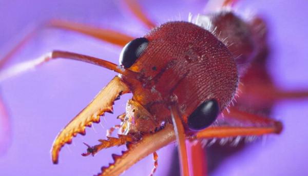 世界上最大的螞蟻 世界上最大的螞蟻