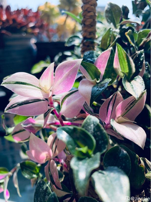 綠蘿都過時了,6種彩色葉子花,隨便一棵都美成油畫 綠蘿都過時了,6種彩色葉子花,隨便一棵都美成油畫