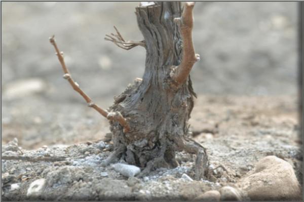 蓬萊海岸葡萄酒大師班將在ProWine 2021譜寫海岸葡萄酒的獨特魅力 蓬萊海岸葡萄酒大師班將在ProWine 2021譜寫海岸葡萄酒的獨特魅力