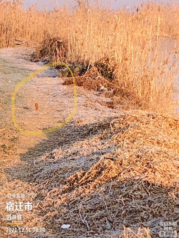 首次體驗冰窟釣魚，收竿時魚口還是那麼暴躁