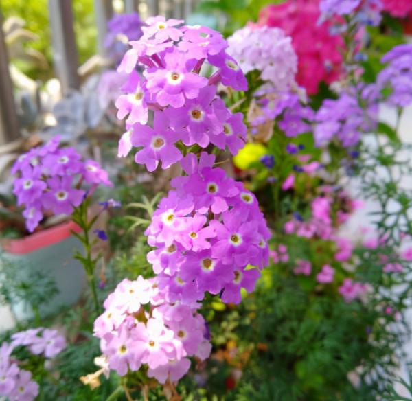 被譽為開花機器的6種花，不怕累，四季花開不斷