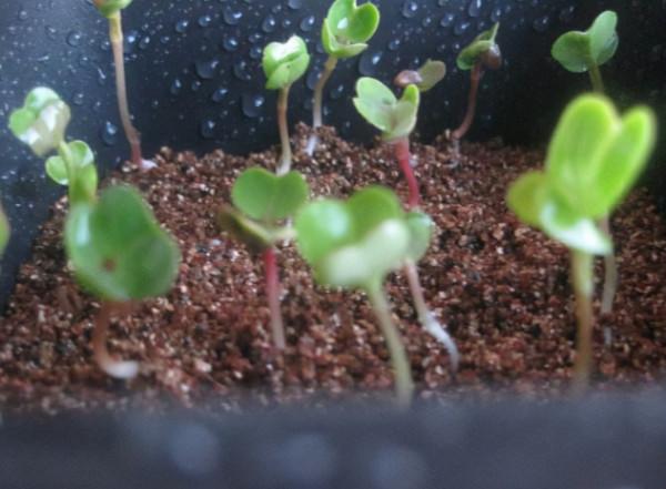 陽臺養花，不如養“這種菜”，富含維生素c和鈣，能讓身體更健康