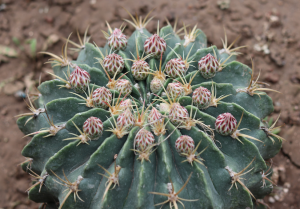 仙人球刺扎人，“拽掉”行不行？剪可以，拽不行