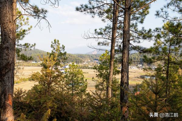 植樹也有";竅門";:單一樹種人工種植弊端多,混植";三木";速生效益好 植樹也有";竅門";:單一樹種人工種植弊端多,混植";三木";速生效益好