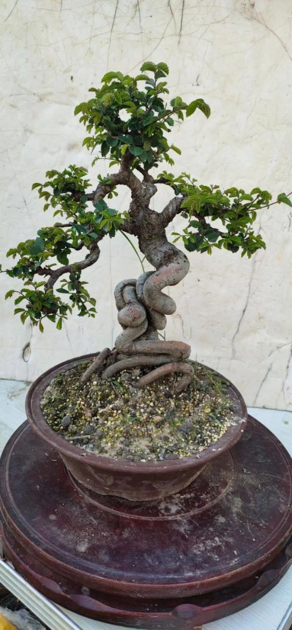 初見是毫不起眼的小苗，先養坯再造型，三年“脫胎”變盆景