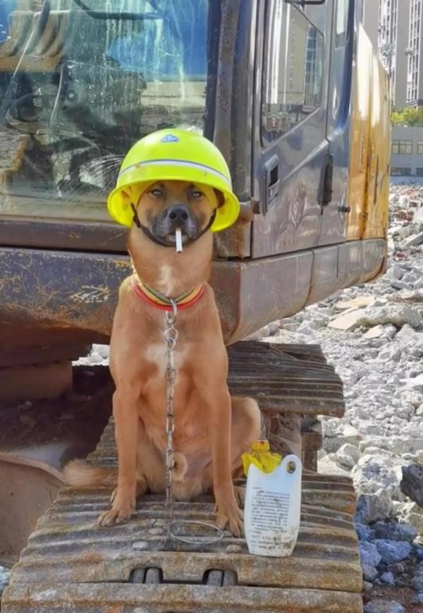 這條中華田園犬坐擁粉絲40萬，還有美女相伴，它究竟有什麼魅力？