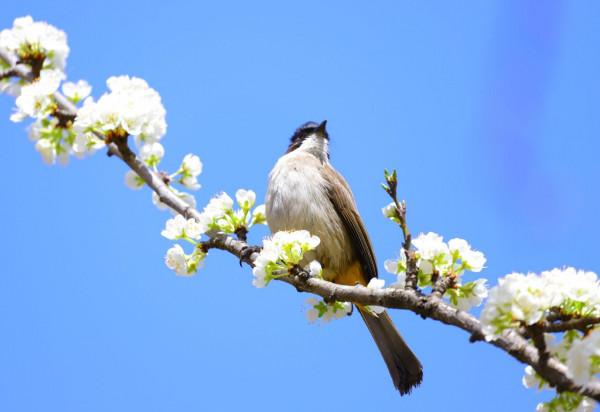 春天來了，鳥兒與花朵綻放