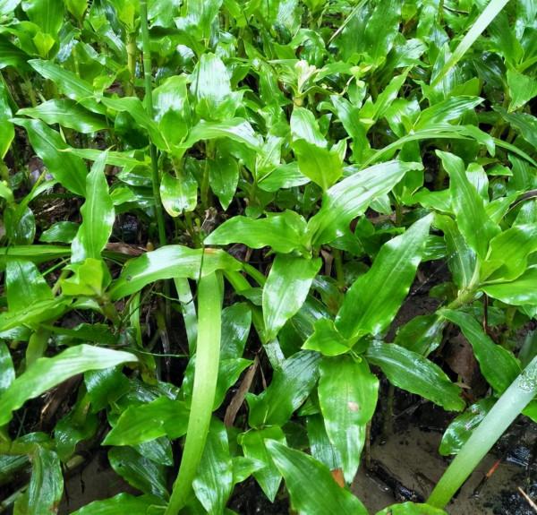 田邊這種“瓜子草”，以前農民見1株拔1株，如今知道能賣錢，稀罕