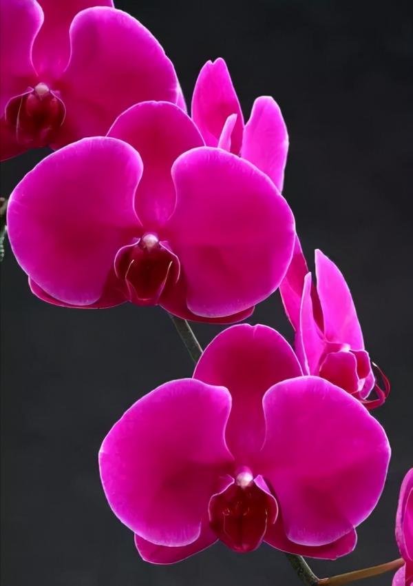 蘭花：部分種類圖鑑