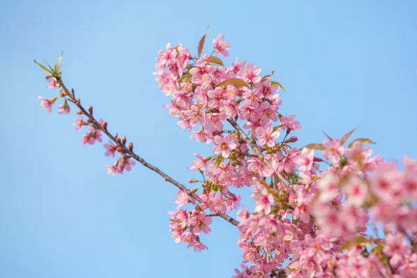 羨慕了！西昌人，你的早櫻美景正在派送中，請接收