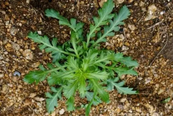 春天來了，有一種記憶叫作“辣辣菜”，至今，我還不知道它的學名