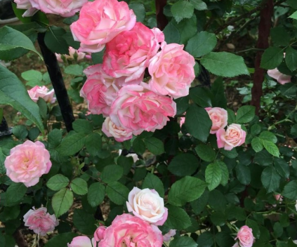 好看又好養的爬藤月季:紫櫻霞,四季開花,花量驚人 好看又好養的爬藤月季:紫櫻霞,四季開花,花量驚人