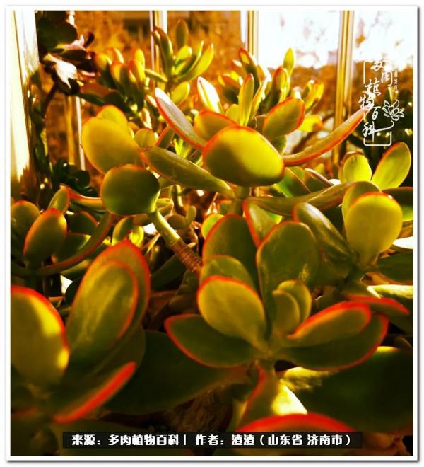 一個不稱職90後的闡述：何以解憂？唯有多肉