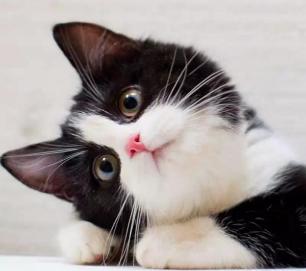 今日份可愛，奶牛貓