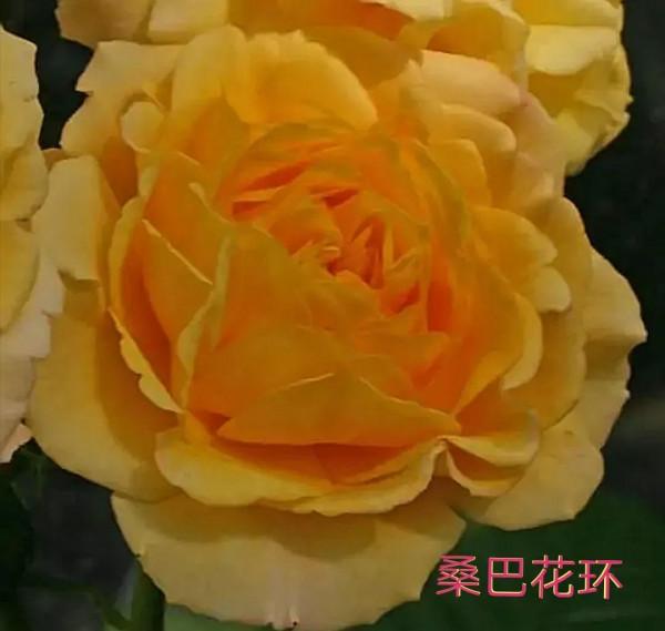 德國科德斯又一系列——花環系列月季 德國科德斯又一系列——花環系列月季