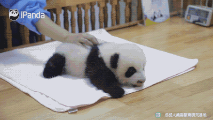 可愛！大熊貓飼養員的花式按摩