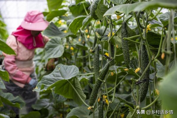 紅糖和酵母才是種菜的好幫手，效果比多施肥還好使，很多人不懂