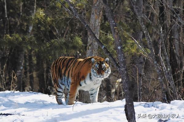 300斤東北虎被邊檢民警嚇跑2次！深山遇猛虎，3招叫老虎乖乖回家