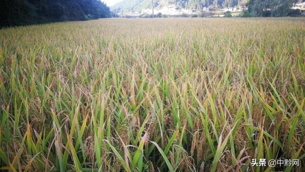 秋收季節,稻穀豐收了 秋收季節,稻穀豐收了