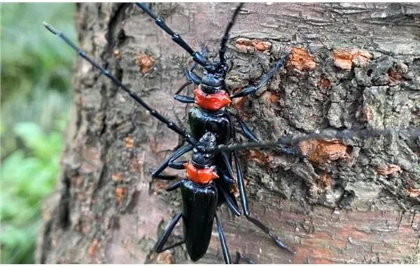 【探索】這些生活在環城綠帶中的昆蟲,你認識嗎? 【探索】這些生活在環城綠帶中的昆蟲,你認識嗎?