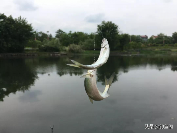 野釣鯽魚調漂：同樣是調4目，釣1目和釣5目有什麼區別？