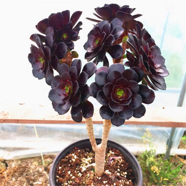 多肉植物：出彩的景天科多肉，便宜好養，還不怕夏天哦