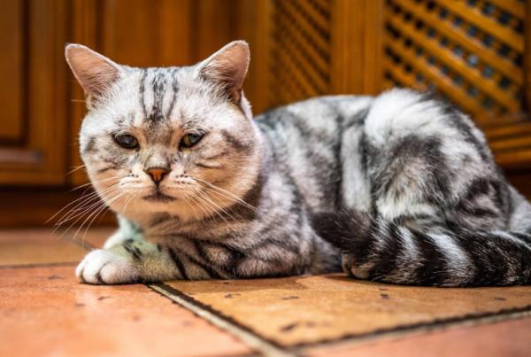 貓界排行榜之懂事的貓，它們不會忘恩負義