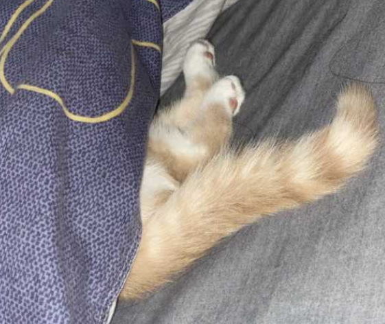 養貓必須知道的十條冷知識!看看你瞭解多少 養貓必須知道的十條冷知識!看看你瞭解多少