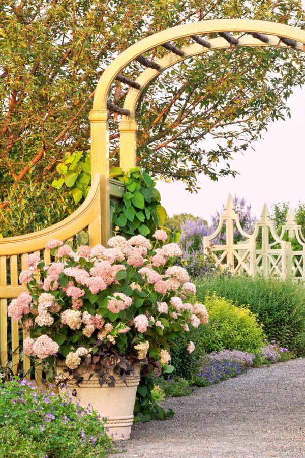 50個庭院植物搭配,幫你設計出絕美的治癒系小花園,收藏啦 50個庭院植物搭配,幫你設計出絕美的治癒系小花園,收藏啦