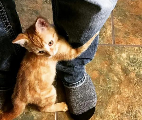 成為社群一霸的流浪貓,被保安大叔收服,還混了個編制 成為社群一霸的流浪貓,被保安大叔收服,還混了個編制