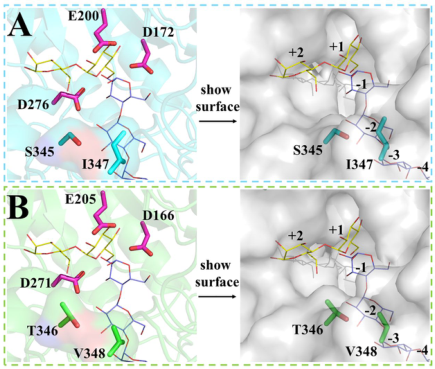J. Agric. Food Chem.│兩個關鍵氨基酸殘基的定向突變改變來自耐熱芽孢桿菌的4,6-α-葡萄糖轉移酶的產物結構 J. Agric. Food Chem.│兩個關鍵氨基酸殘基的定向突變改變來自耐熱芽孢桿菌的4,6-α-葡萄糖轉移酶的產物結構