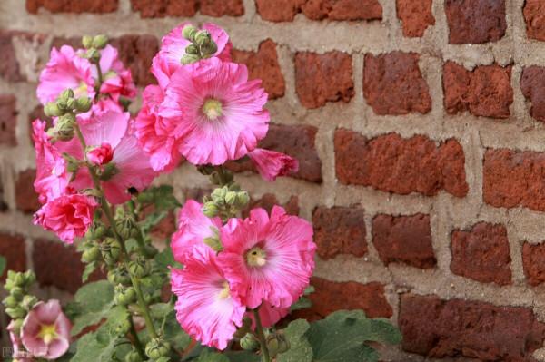 這6種花，栽到院裡不用管，年年到時間就開花