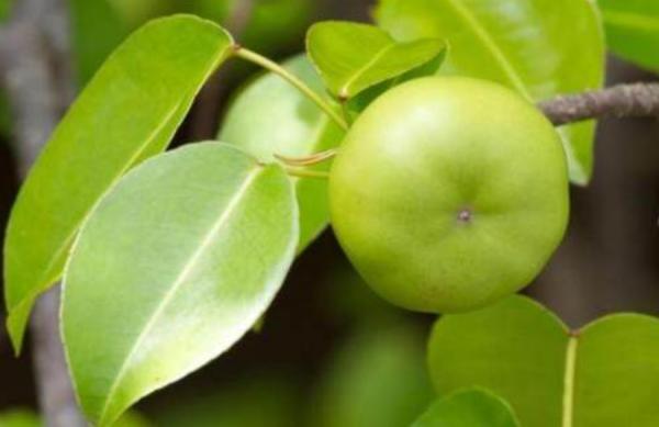 “美麗有毒”的植物,快來認識11種“毒花毒果”,不吃虧不上當 “美麗有毒”的植物,快來認識11種“毒花毒果”,不吃虧不上當