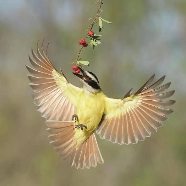 分享——最珍貴罕見的鳥