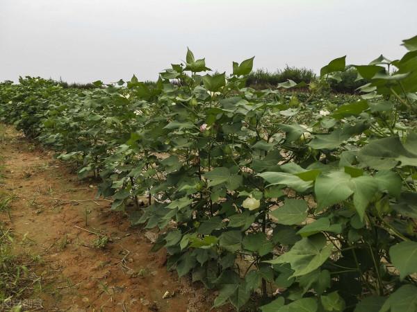 12種實用性強的農藥混用配方！可減少用藥量20&percnt;，預防效果可達99&percnt;