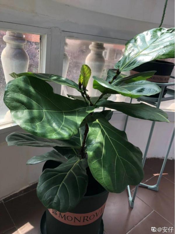 大葉子耐陰花，室內一定養，葉子比臉大，真涼快