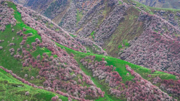 1028名日本人報名遊新疆？新疆顏值實錘了，一年四季，美麗不停歇