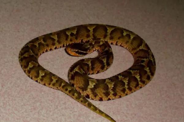 短尾蝮：中國十大毒蛇之一，平平無奇的“土蛇”，咬傷率卻是最高