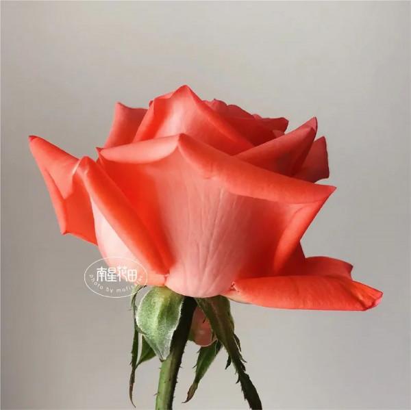 影星玫瑰 · 花堅強